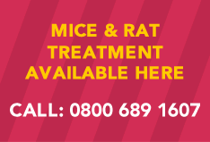 Mice and Rat Treatment for your home and business