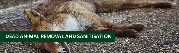 Volo Services - Dead animal removal, Carcass removal, Dead foxes, Dead Rats  and Mice