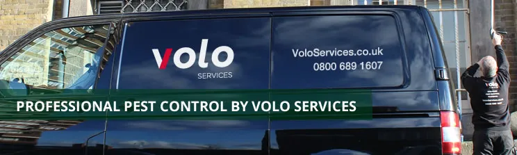 Pest Control Company in London